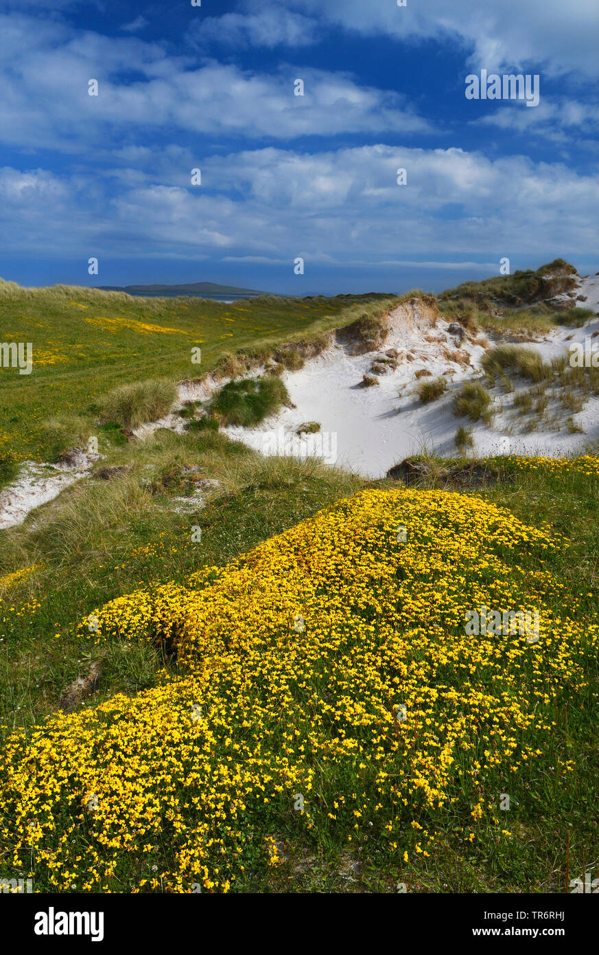Die gemeinsamen Vogel-foot Trefoil (Lotus corniculatus), Blüte in den Sanddünen, Vereinigtes Königreich, Schottland, North Uist, Clachan Sands Machair Stockfoto