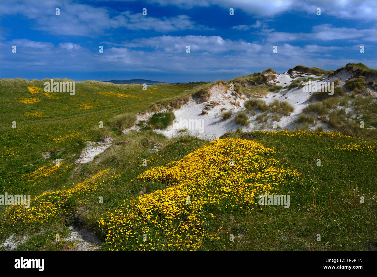 Die gemeinsamen Vogel-foot Trefoil (Lotus corniculatus), Blüte in den Sanddünen, Vereinigtes Königreich, Schottland, North Uist, Clachan Sands Machair Stockfoto