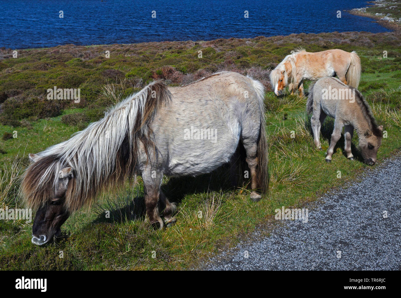 Shetland pony (Equus przewalskii f. caballus), Wilde Ponys am Loch Skipport, Vereinigtes Königreich, Schottland, South Uist Stockfoto