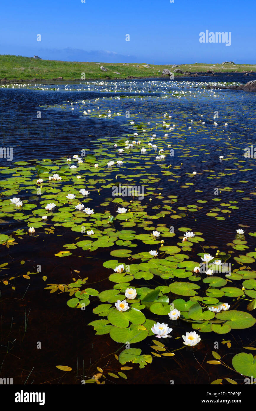 Weiße Wasserlilie, weiß Teich Lily (Nymphaea alba), blühende, Vereinigtes Königreich, Schottland, South Uist Stockfoto