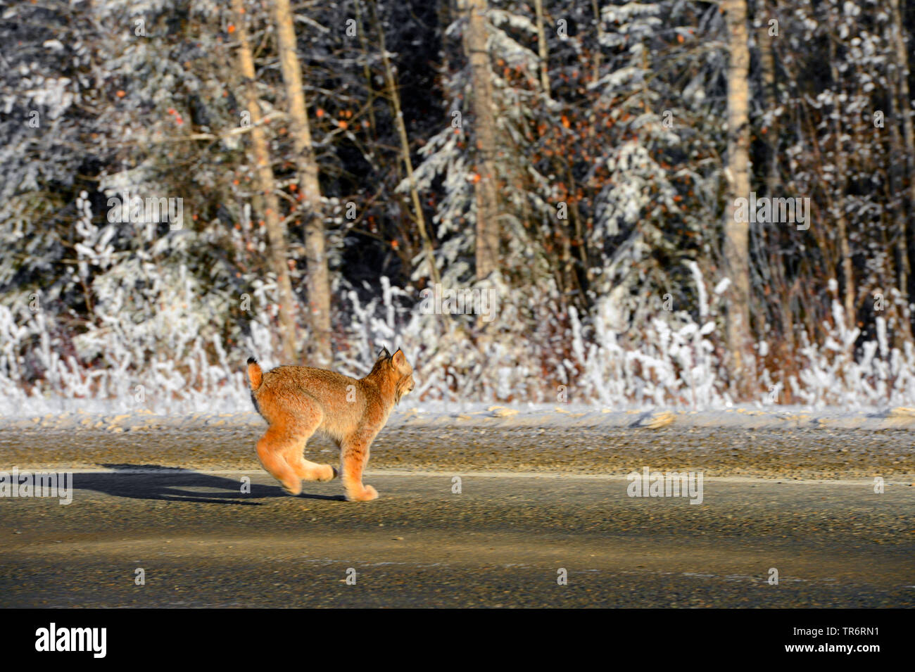 Kanadische Luchse, Silber Luchs (Lynx canadensis), Kreuzung Landstraße, USA, Alaska, haines Alaska Chilkoot Fluss Stockfoto