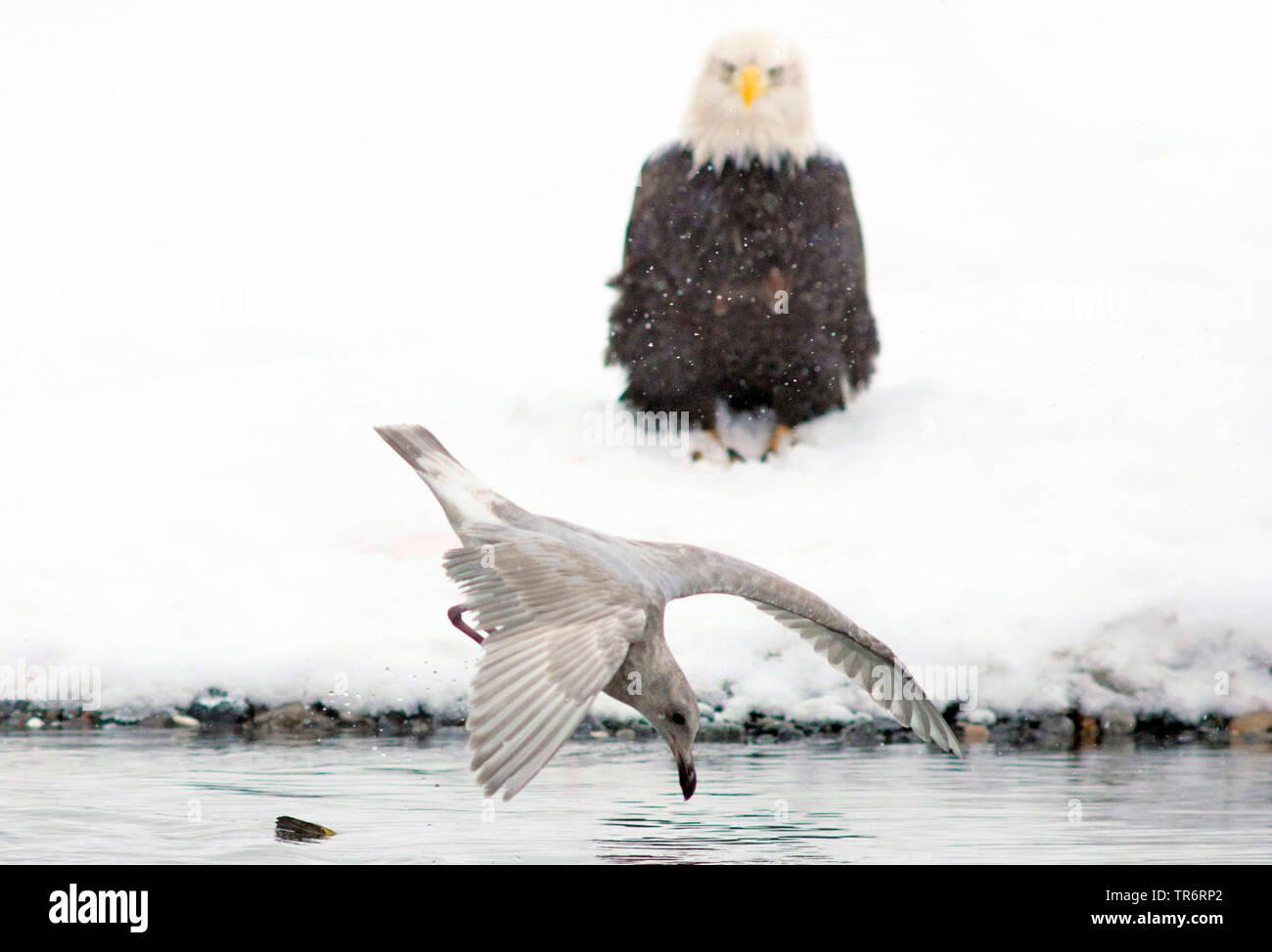 Weißkopfseeadler (Haliaeetus leucocephalus), Gull Jagd Fische im Fluss, durch einen Adler im Hintergrund, USA, Alaska, haines Alaska Chilkoot Fluss beobachtet Stockfoto