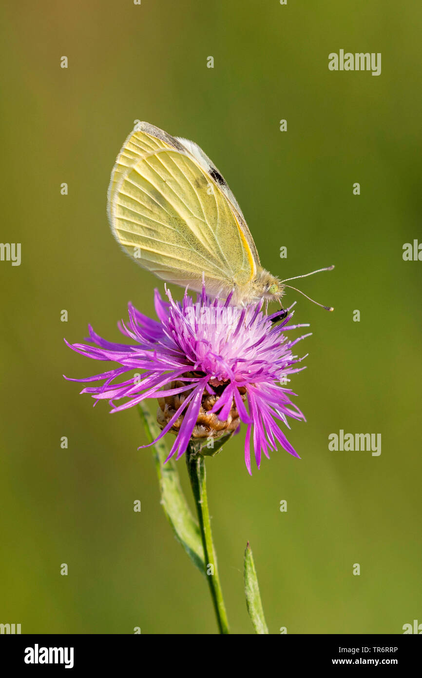 Kleine weiße, Kohl, Schmetterling, importierte cabbageworm (Pieris Rapae, Artogeia rapae), Weibliche auf flockenblume, Deutschland, Bayern Stockfoto