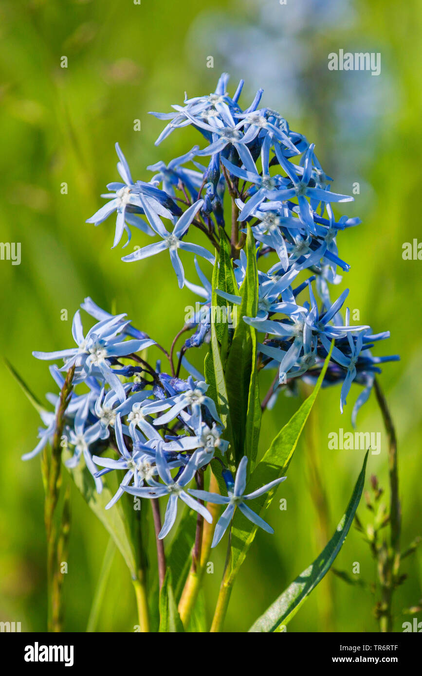 Gemeinsame Bluestar, Amsonia tabernaemontana Amsonia (), blühende, Deutschland, Bayern Stockfoto