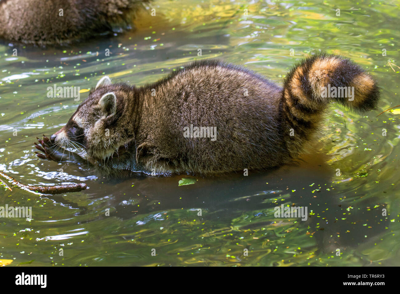 Gemeinsame Waschbär (Procyon Lotor), Nahrungssuche im flachen Wasser, Deutschland Stockfoto