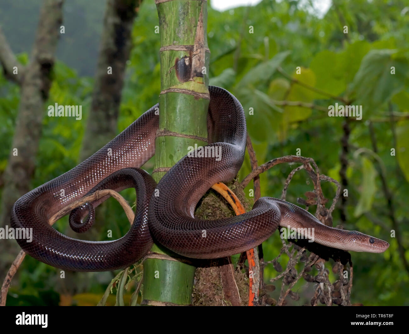 Brasilianische rainbow Boa (Epicrates cenchria), Costa Rica Stockfoto