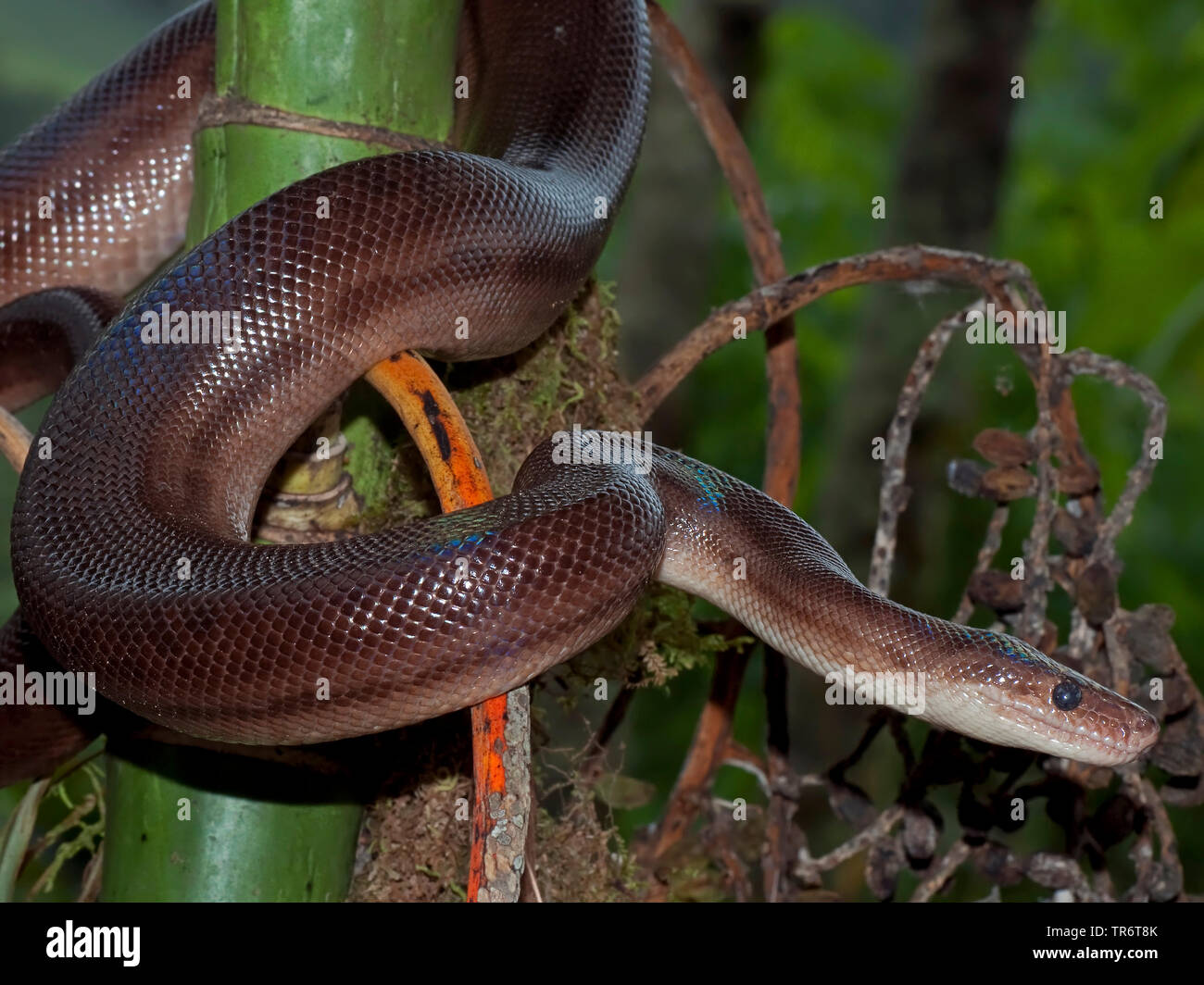 Brasilianische rainbow Boa (Epicrates cenchria), Costa Rica Stockfoto