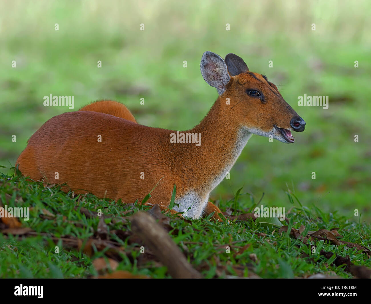 Bellende Rehe, Kakar, indischen Muntjac (Muntiacus muntjak), Weibliche, Thailand Stockfoto