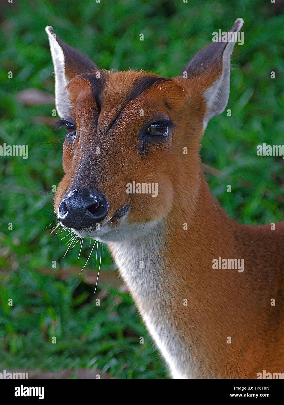 Bellende Rehe, Kakar, indischen Muntjac (Muntiacus muntjak), Weibliche, Thailand Stockfoto