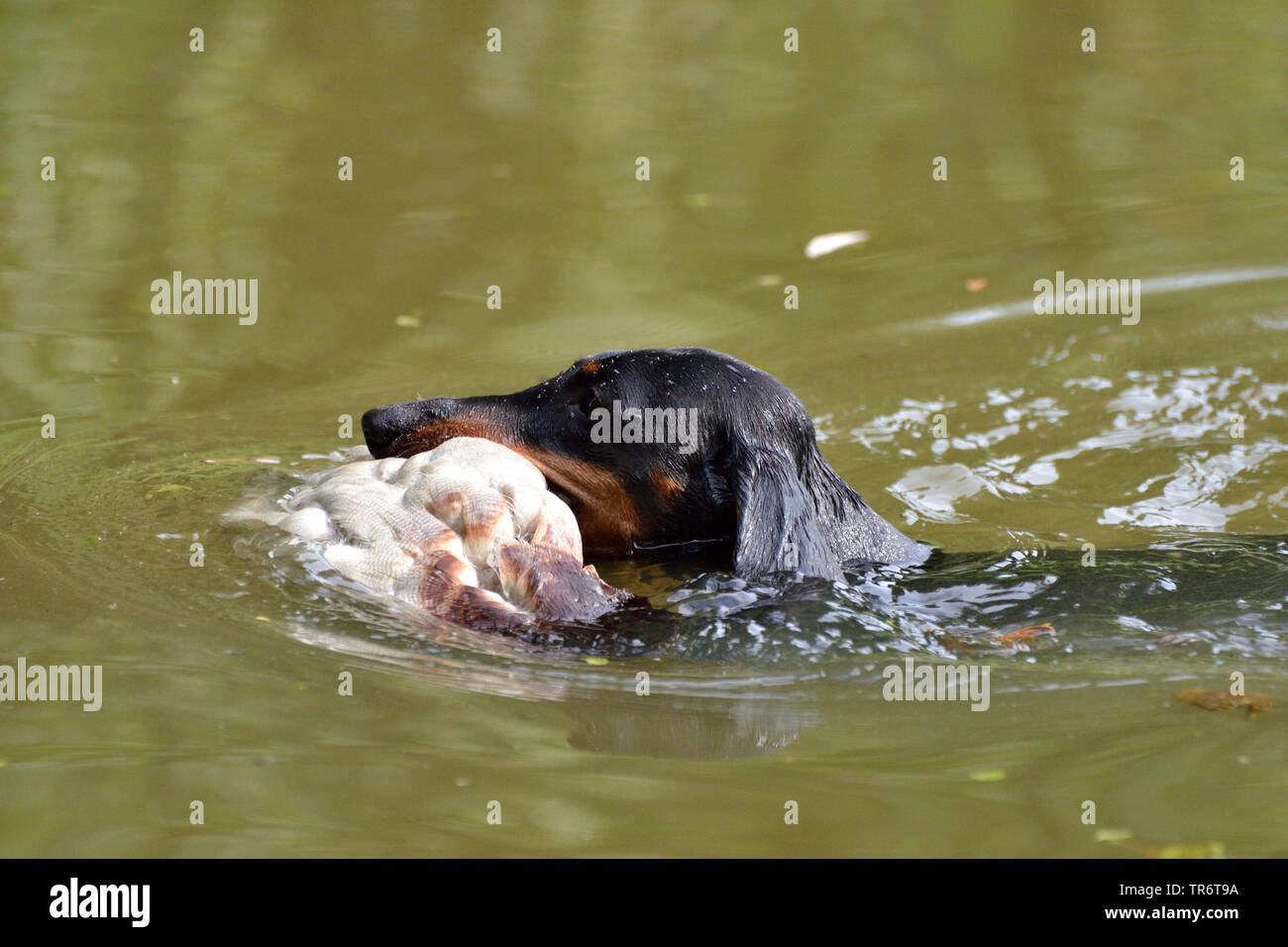 Kurzhaarige Dackel, Kurzhaarige wurst Hund, Haushund (Canis lupus f. familiaris), Schwimmen und Abrufen einer Ente, Deutschland Stockfoto