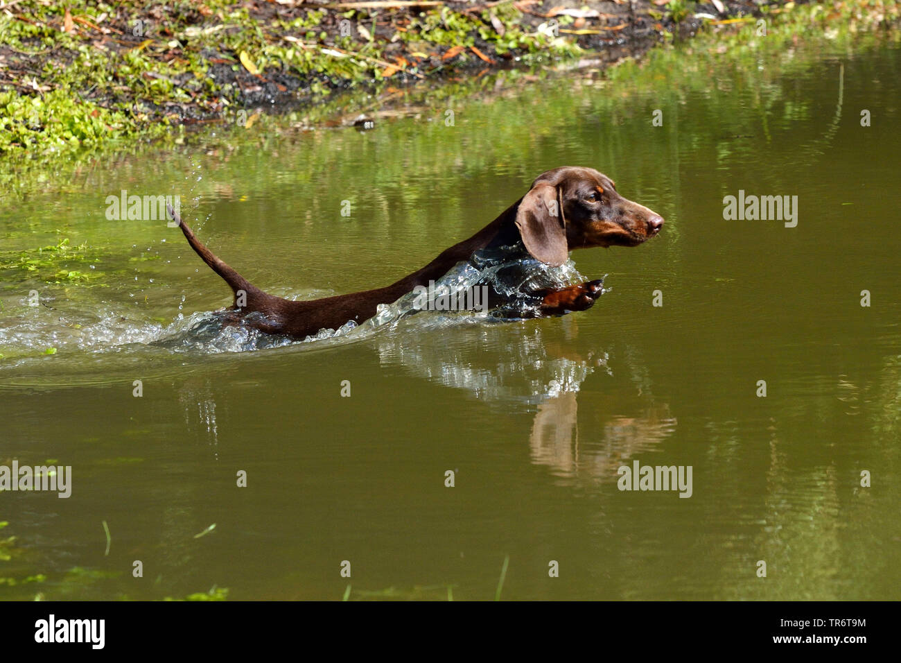 Kurzhaarige Dackel, Kurzhaarige wurst Hund, Haushund (Canis lupus f. familiaris), ins Wasser und schwimmen springen, Deutschland Stockfoto