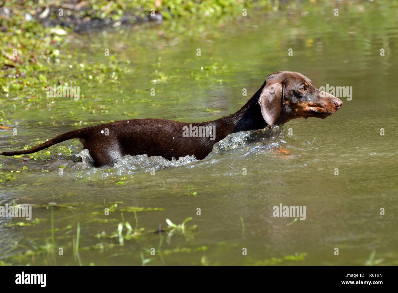 Kurzhaarige Dackel, Kurzhaarige wurst Hund, Haushund (Canis lupus f. familiaris), ins Wasser zu gehen, Deutschland Stockfoto