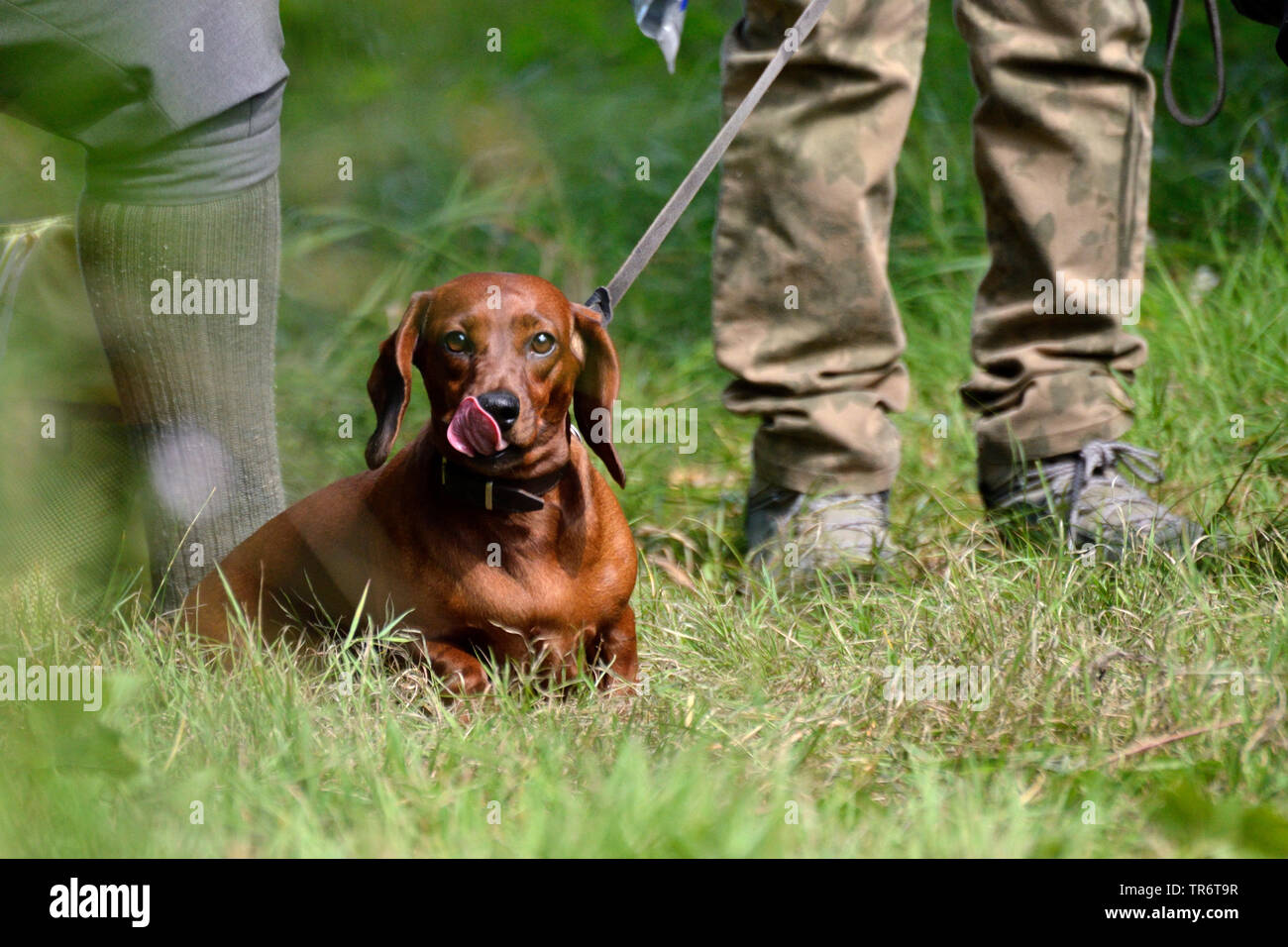 Kurzhaarige Dackel, Kurzhaarige wurst Hund, Haushund (Canis lupus f. familiaris), aufgeregt Warten an den Jäger, Deutschland Stockfoto