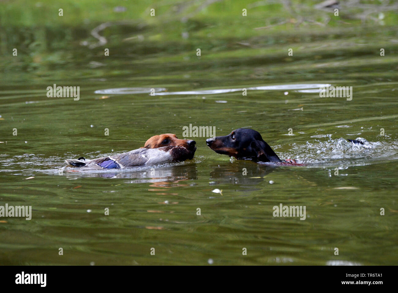 Kurzhaarige Dackel, Kurzhaarige wurst Hund, Haushund (Canis lupus f. familiaris), zwei Dackel schwimmen und Abrufen einer Ente, Deutschland Stockfoto
