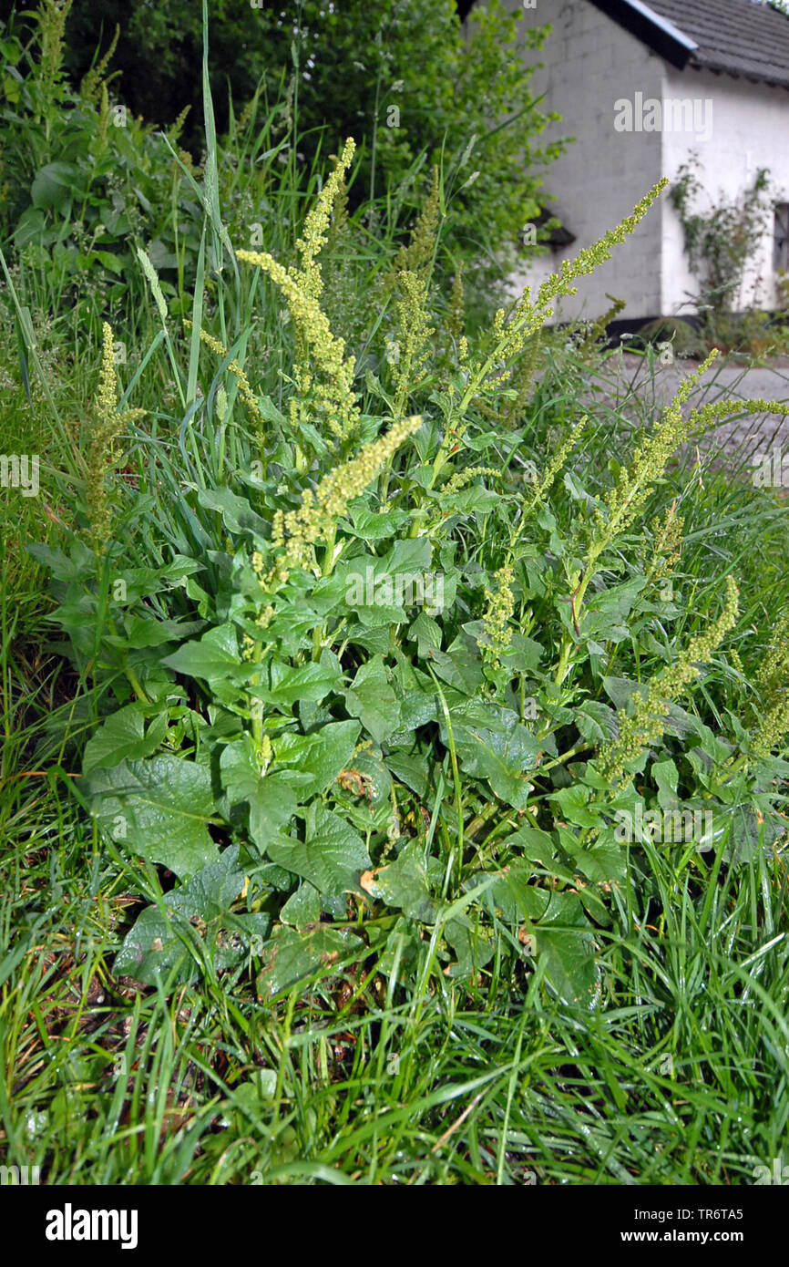 Gute - König - Henry, mehrjährig Gänsefuß (Schisandra bonus-HENRICUS), Niederlande Stockfoto