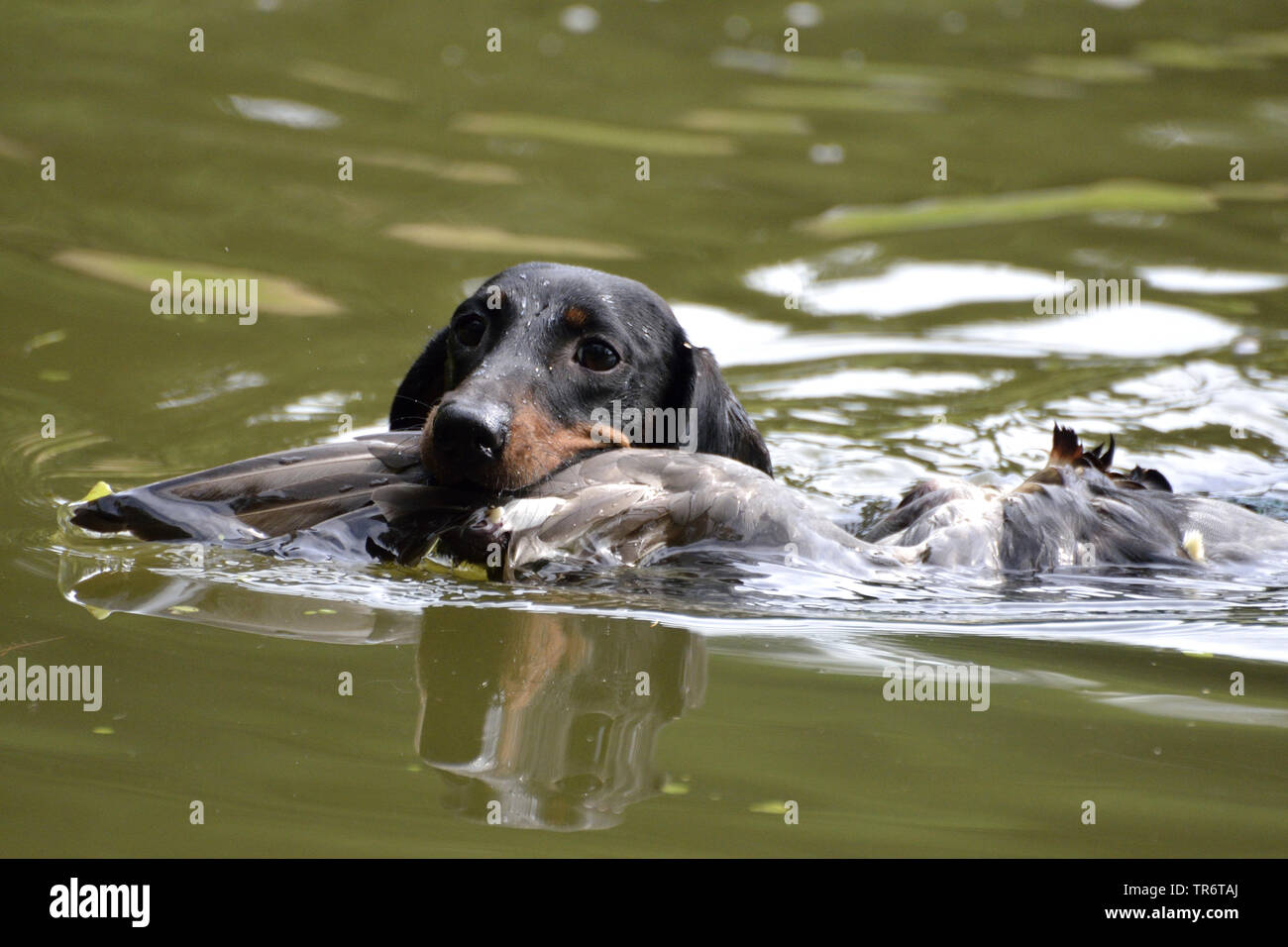 Kurzhaarige Dackel, Kurzhaarige wurst Hund, Haushund (Canis lupus f. familiaris), Schwimmen und Abrufen einer Ente, Deutschland Stockfoto