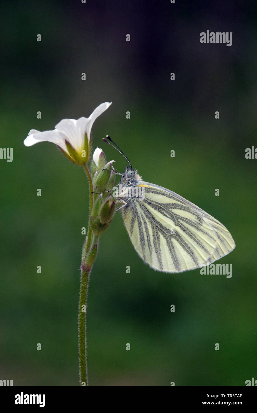 Rapsweißling, Grün geaderten Weiß (Pieris napi, Artogeia napi, Pieris napae), Niederlande Stockfoto