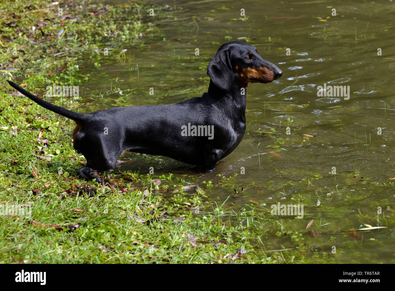 Kurzhaarige Dackel, Kurzhaarige wurst Hund, Haushund (Canis lupus f. familiaris), aufmerksam im flachen Wasser stehend, Deutschland Stockfoto