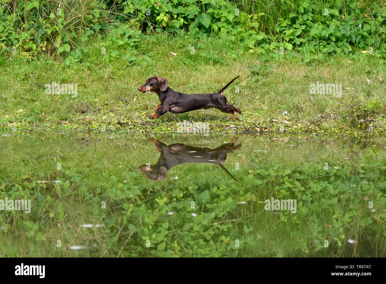 Kurzhaarige Dackel, Kurzhaarige wurst Hund, Haushund (Canis lupus f. familiaris), aufmerksam entlang der Teich Seite läuft, Deutschland Stockfoto
