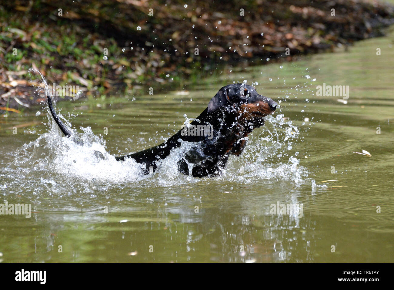 Kurzhaarige Dackel, Kurzhaarige wurst Hund, Haushund (Canis lupus f. familiaris), ins Wasser und schwimmen springen, Deutschland Stockfoto