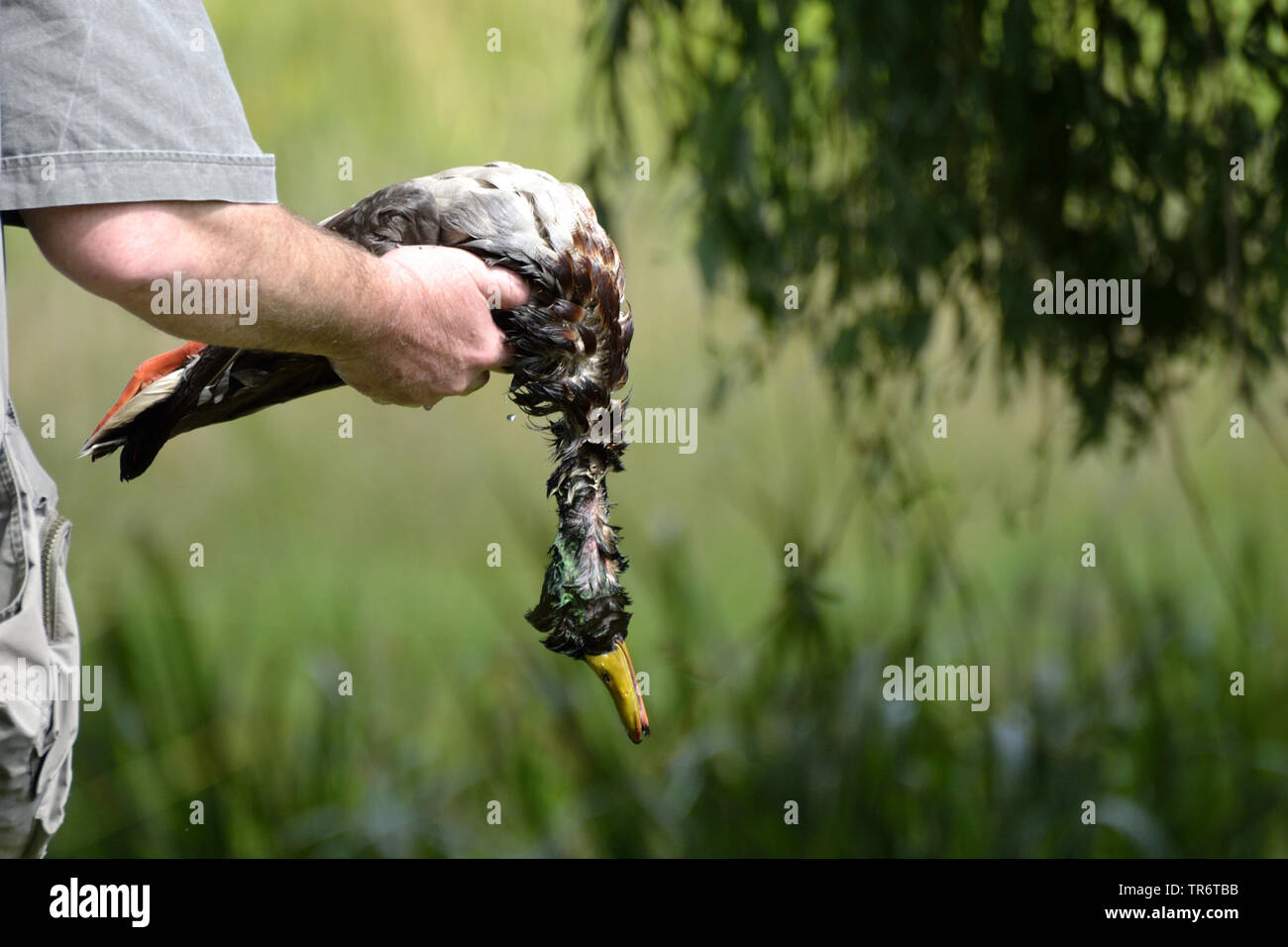 Stockente (Anas platyrhynchos), Jäger mit einem Schuss nasse Ente, Deutschland Stockfoto