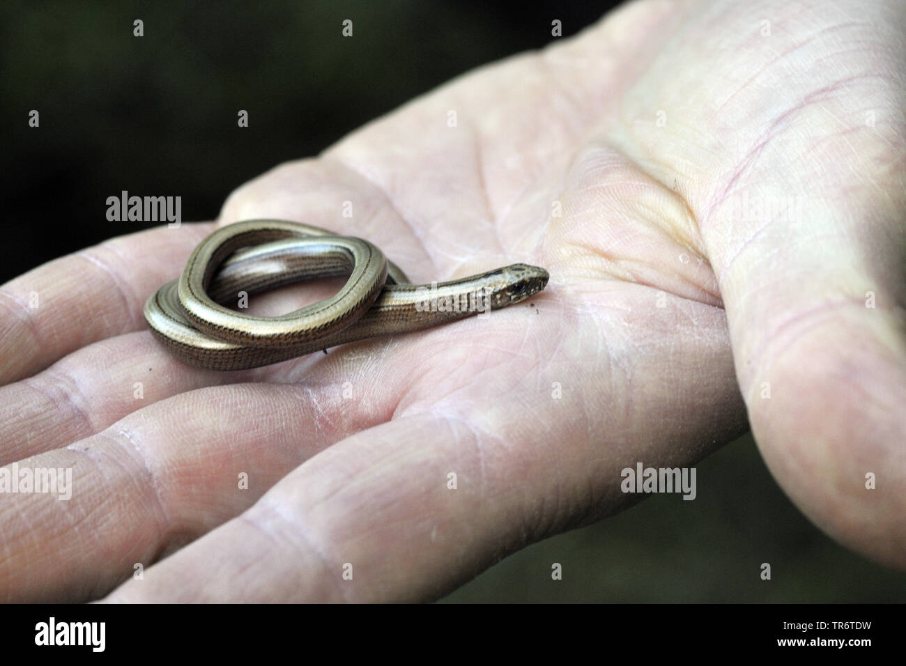 Europäische langsam Wurm, blindworm, Slow worm (Anguis fragilis), Coiled juvenil blindworm auf einer Hand, Deutschland, Nordrhein-Westfalen Stockfoto