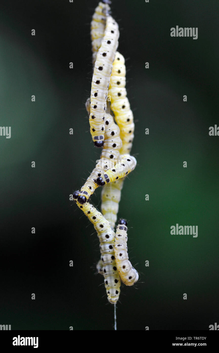 Spindel Hermelin (Yponomeuta cagnagella, Yponomeuta cagnagellus), viele Raupen am seidenen Faden, Deutschland, Nordrhein-Westfalen Stockfoto