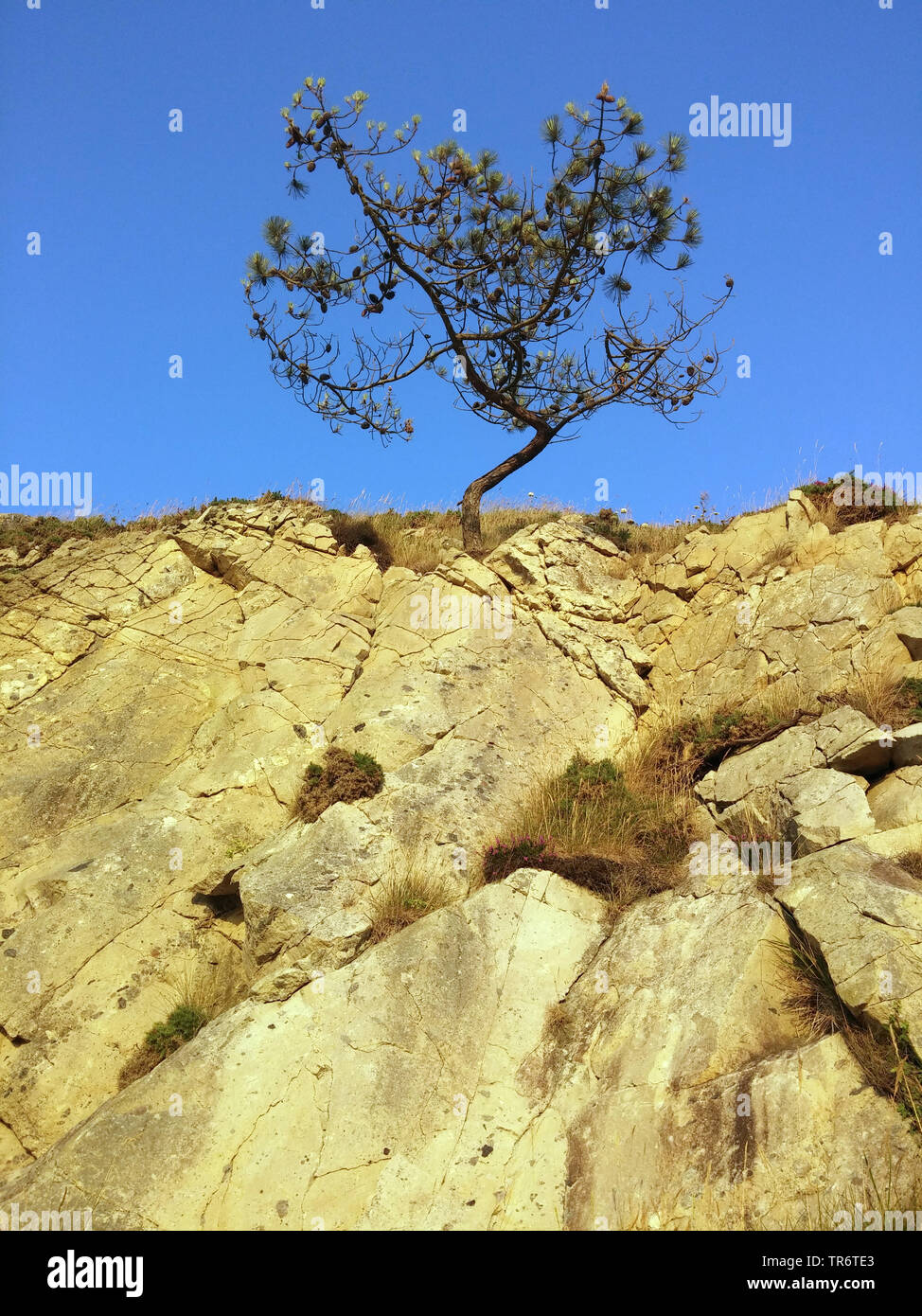 Schottische Kiefer, Kiefer (Pinus sylvestris), Single auf Wand, Frankreich, Bretagne Kiefer Stockfoto