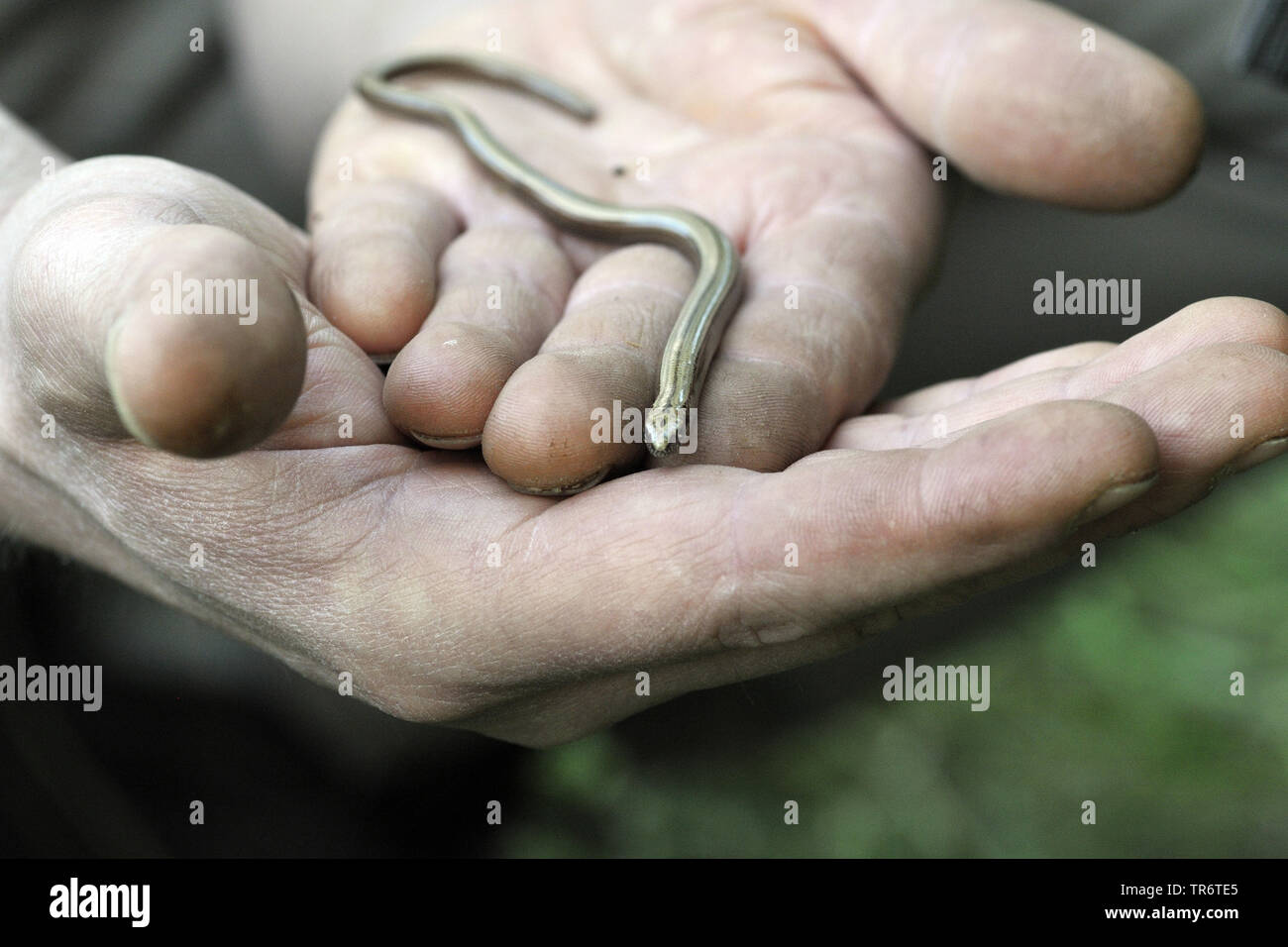 Europäische langsam Wurm, blindworm, Slow worm (Anguis fragilis), juvenil blindworm auf einer Hand, Deutschland, Nordrhein-Westfalen Stockfoto
