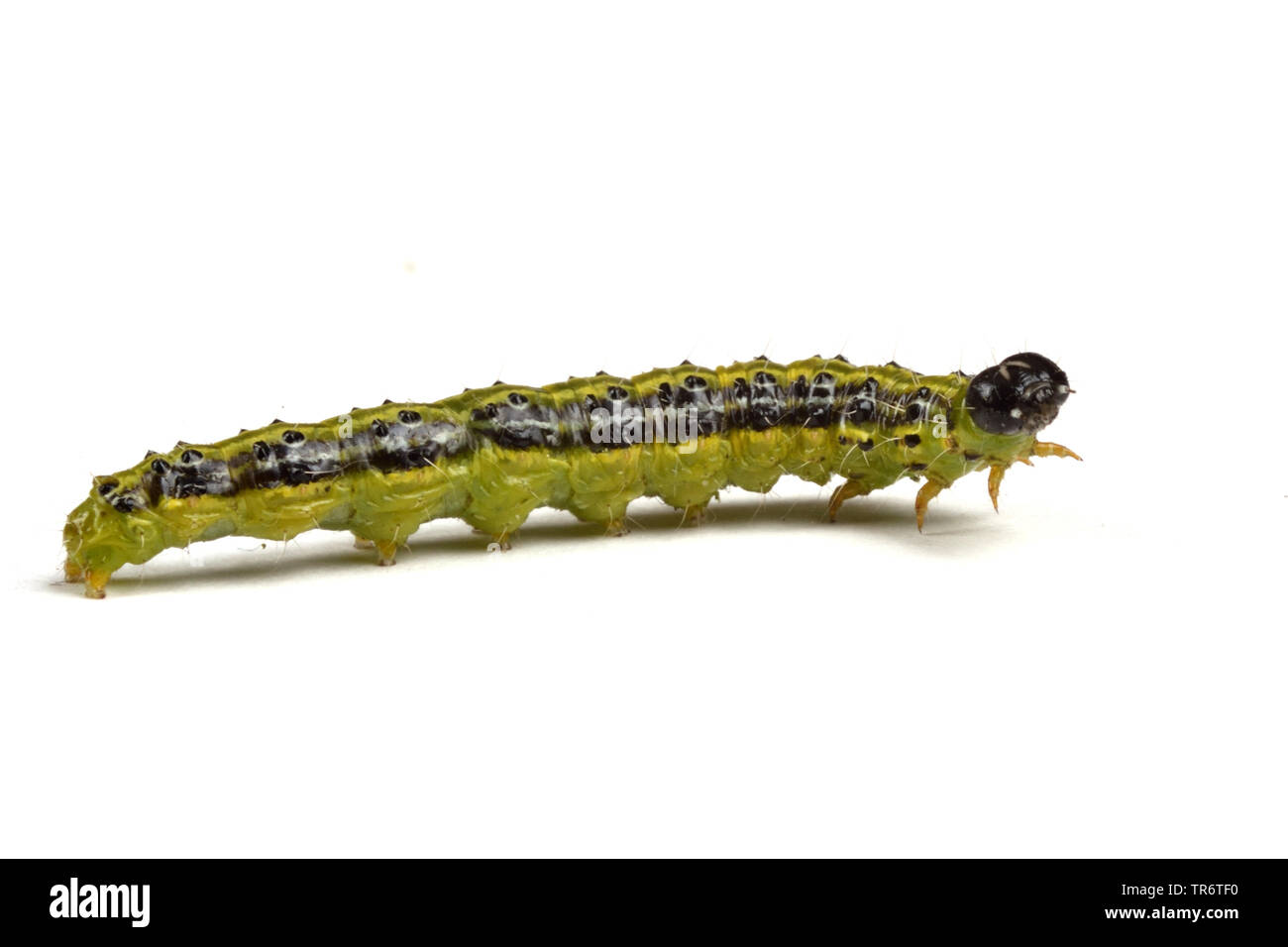 Box Tree Motte (Glyphodes perspectalis, Cydalima perspectalis, Phacellura advenalis, Neoglyphodes perspectalis), Caterpillar, Deutschland, Nordrhein-Westfalen Stockfoto