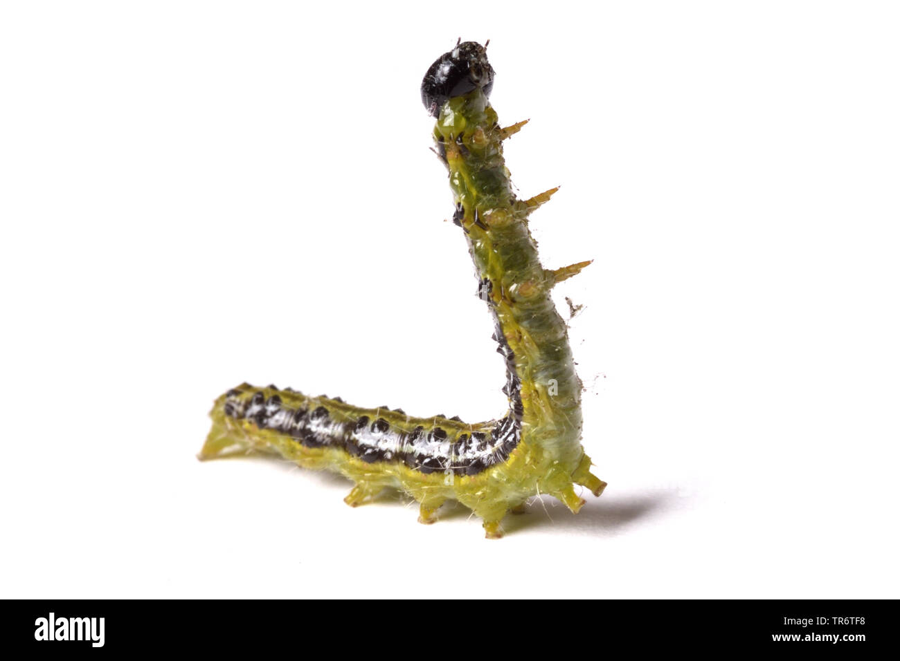 Box Tree Motte (Glyphodes perspectalis, Cydalima perspectalis, Phacellura advenalis, Neoglyphodes perspectalis), Caterpillar, Deutschland, Nordrhein-Westfalen Stockfoto