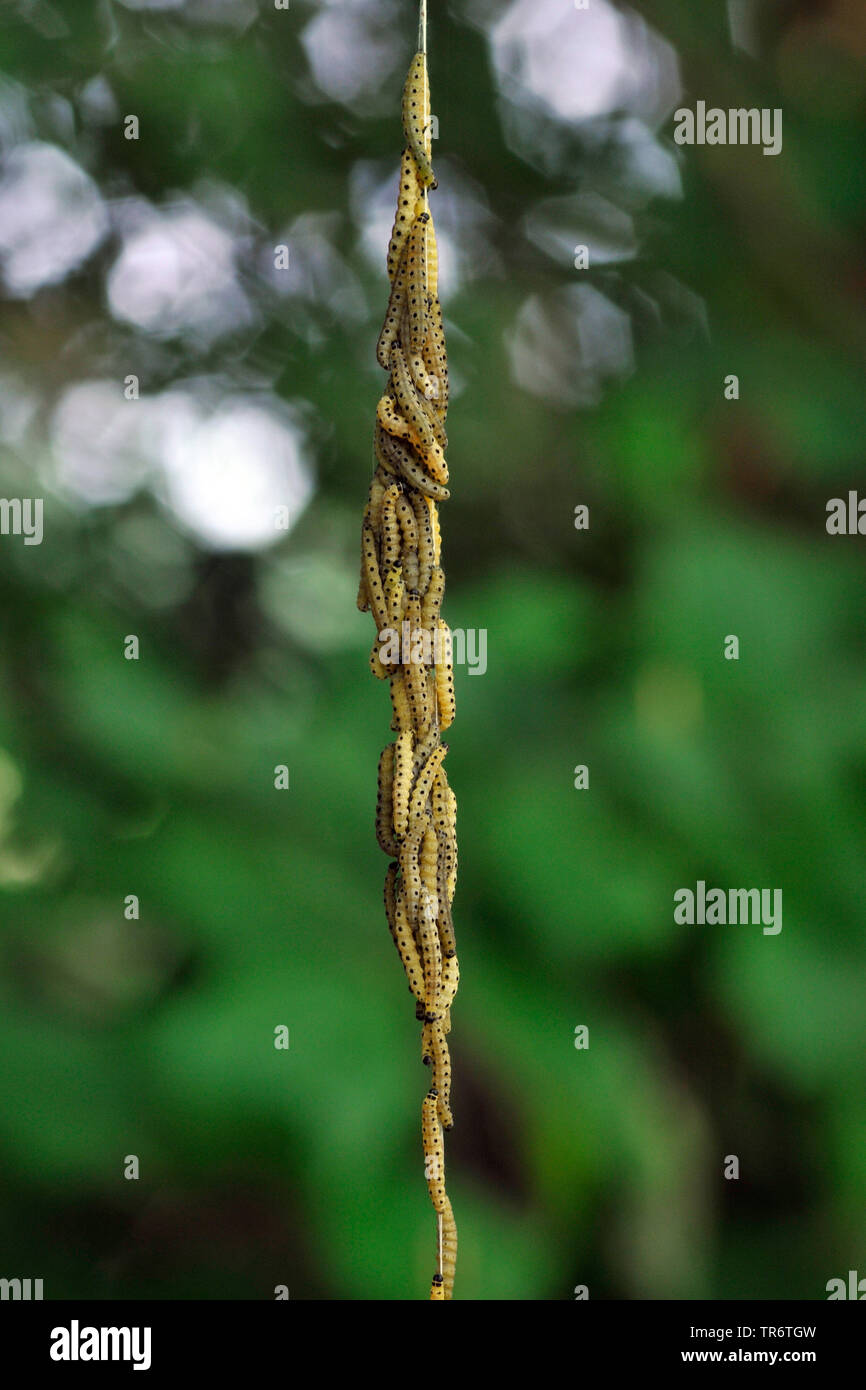 Spindel Hermelin (Yponomeuta cagnagella, Yponomeuta cagnagellus), viele Raupen am seidenen Faden, Deutschland, Nordrhein-Westfalen Stockfoto