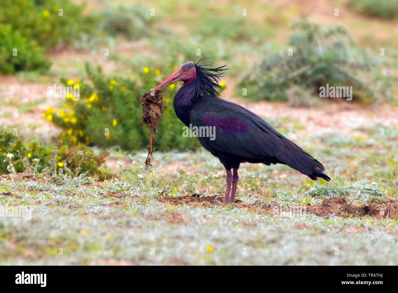 Einsiedler ibis, Nord Glatze Ibis (Geronticus eremita), Marokko, Tamri Stockfoto