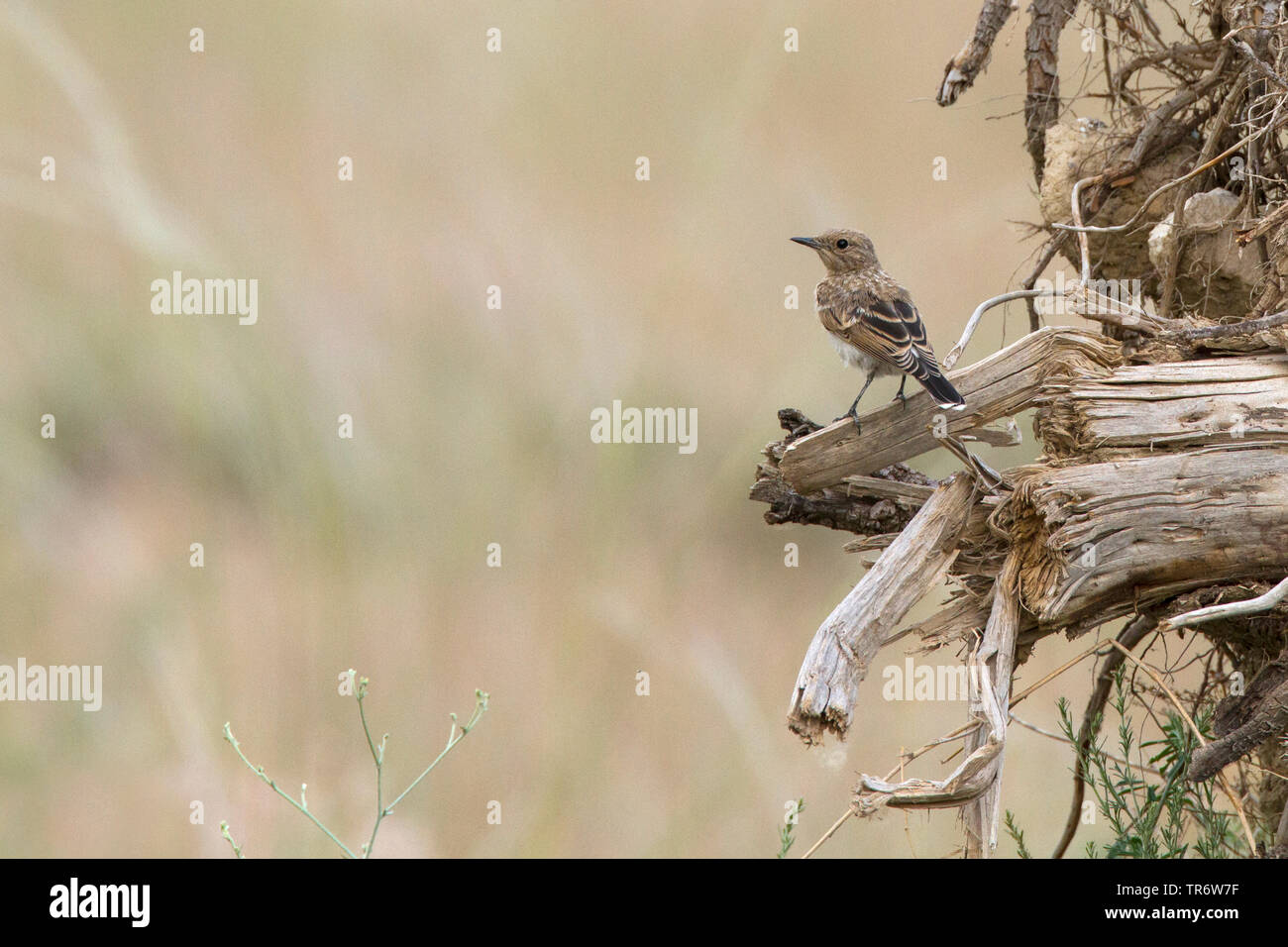 Eastern black-eared Steinschmätzer (Oenanthe hispanica Lalage, Oenanthe lalage), juvenile, Iran, Mazandaran Stockfoto