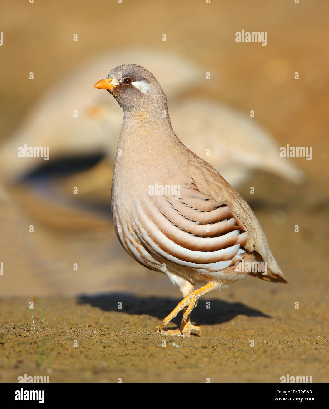 Sand Partridge (Ammoperdix heyi), männlich, Oman, Salalah Stockfoto