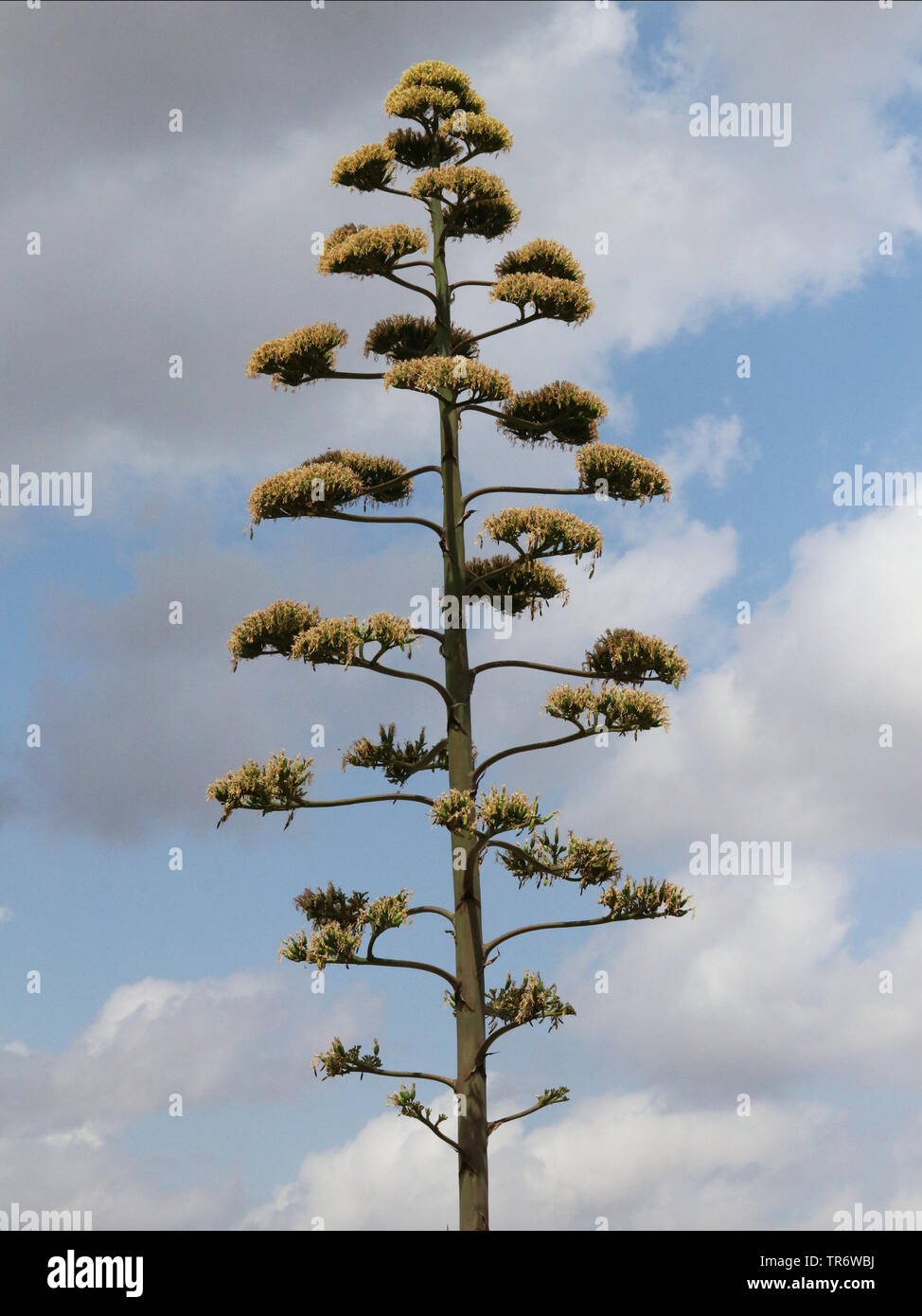 Jahrhundert, Agave, Agave (Agave americana), Blütenstand, Spanien, Balearen, Mallorca, Campos Stockfoto