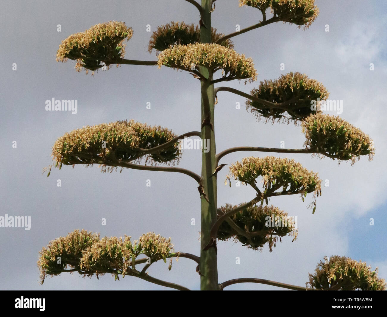 Jahrhundert, Agave, Agave (Agave americana), Blütenstand, Detail, Spanien, Balearen, Mallorca, Campos Stockfoto