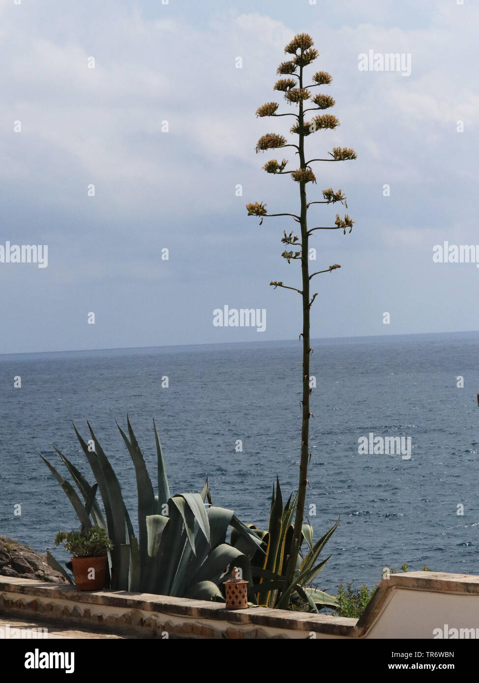 Jahrhundert, Agave, Agave (Agave americana), blühen auf der Terrasse, Spanien, Balearen, Mallorca, Campos Stockfoto