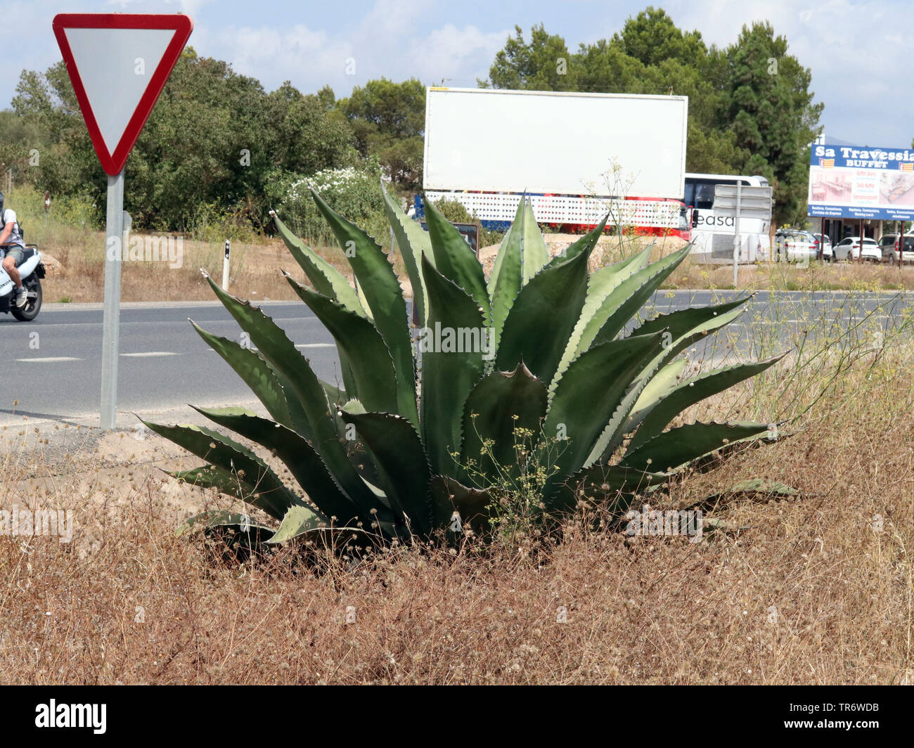 Jahrhundert, Agave, Agave (Agave americana), an einer Straße, Spanien, Balearen, Mallorca Stockfoto
