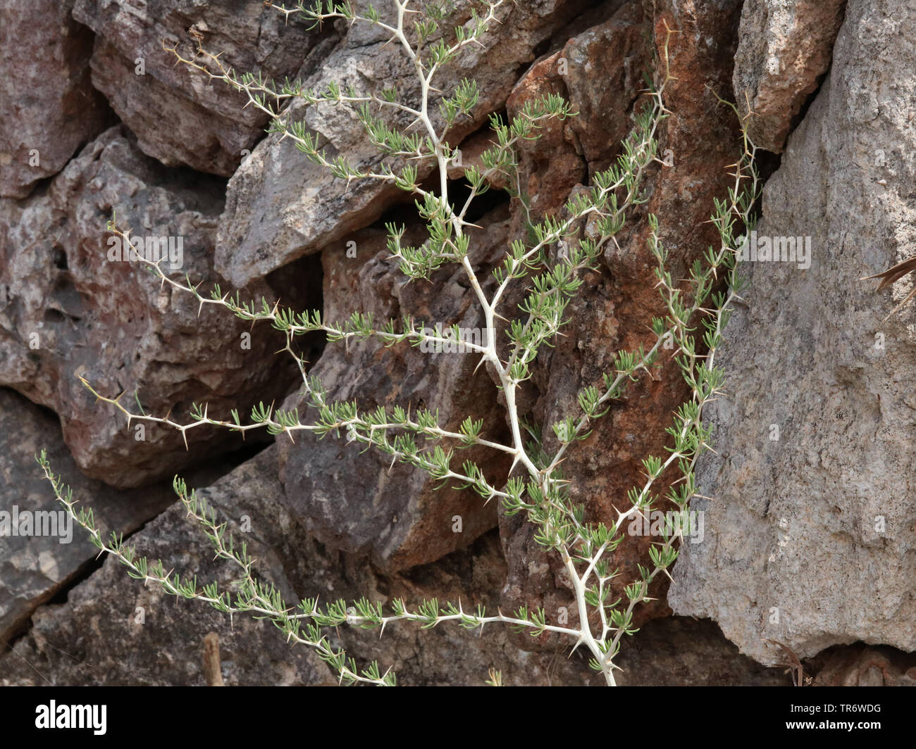 Weißer Spargel (Asparagus albus), Zweig, Spanien, Balearen, Mallorca Stockfoto