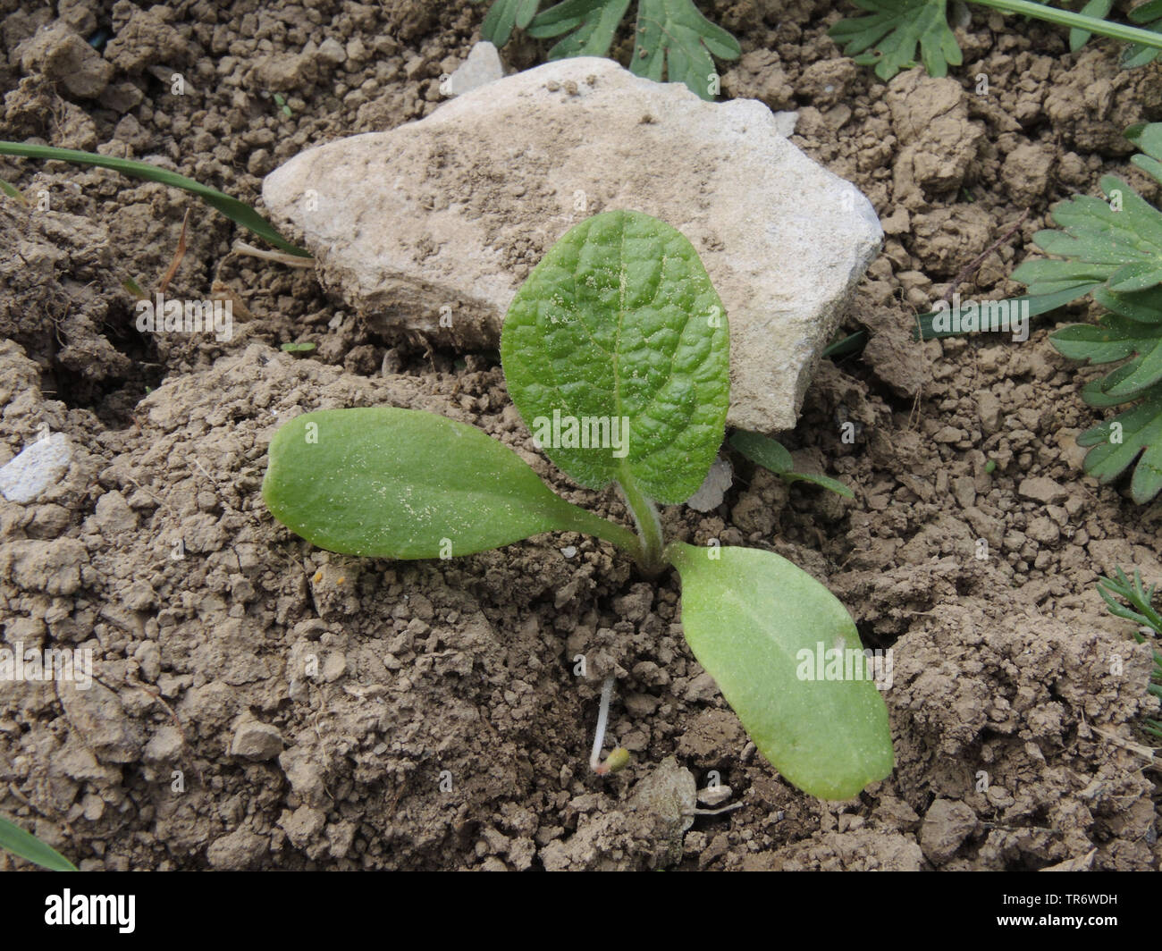 Woolly Klette, behaarte Klette, Klette, Bardane (Arctium Tomentosum), Sämling, Deutschland, Nordrhein-Westfalen Stockfoto