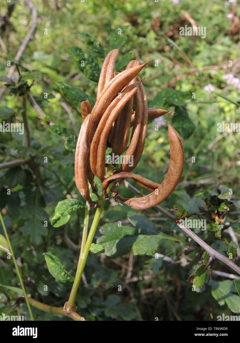 Eine Milch - vetch, wildes Süßholz (Astragalus glycyphyllos), Obst, Deutschland, Nordrhein-Westfalen Stockfoto