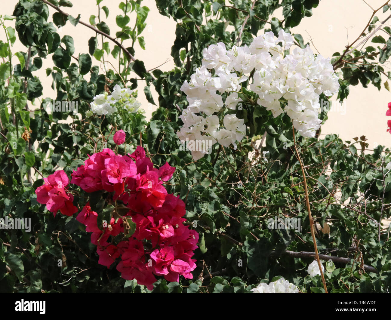 Papier, 4-o'clock (Bougainvillea spec.), blühen Weiß und Rosa, Spanien, Balearen, Mallorca Stockfoto
