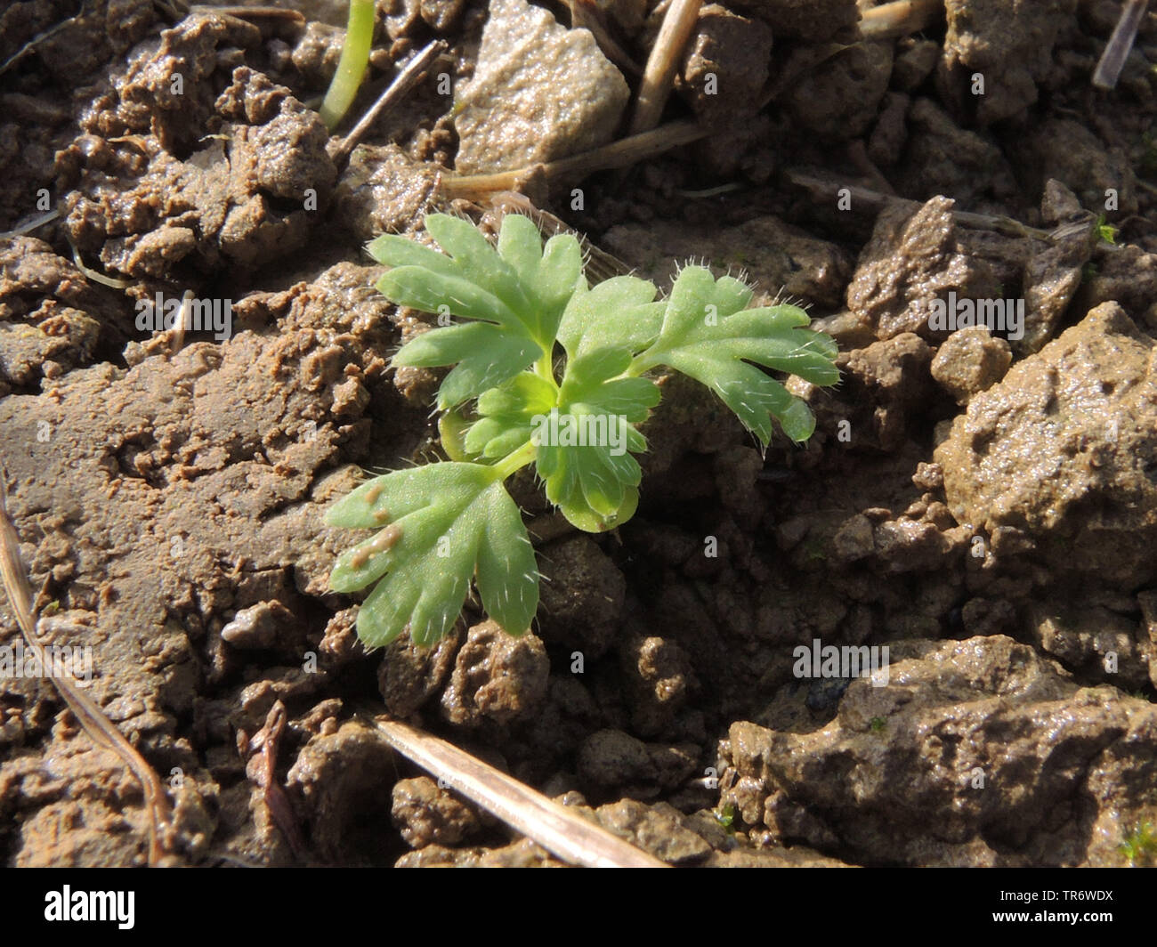 Petersilie ackerfrauenmantel (Aphanes arvensis), Sämling, Deutschland, Nordrhein-Westfalen Stockfoto