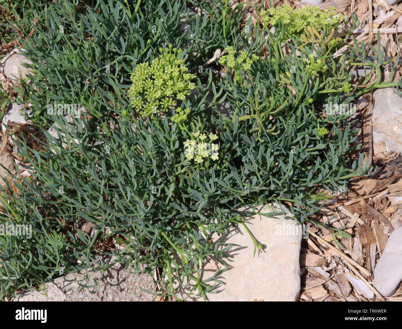 Queller, Rock Queller, Fenchel, Sea-Fennel, Seafennel (Crithmum maritimum), blühende, Spanien, Balearen, Mallorca Stockfoto