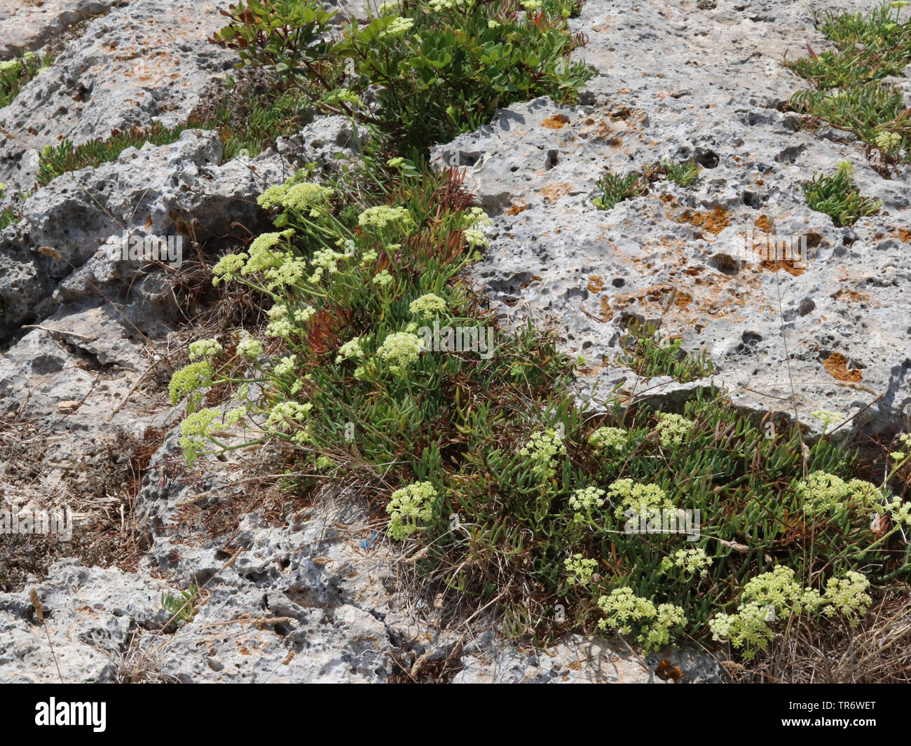 Queller, Rock Queller, Fenchel, Sea-Fennel, Seafennel (Crithmum maritimum), blühende, Spanien, Balearen, Mallorca Stockfoto