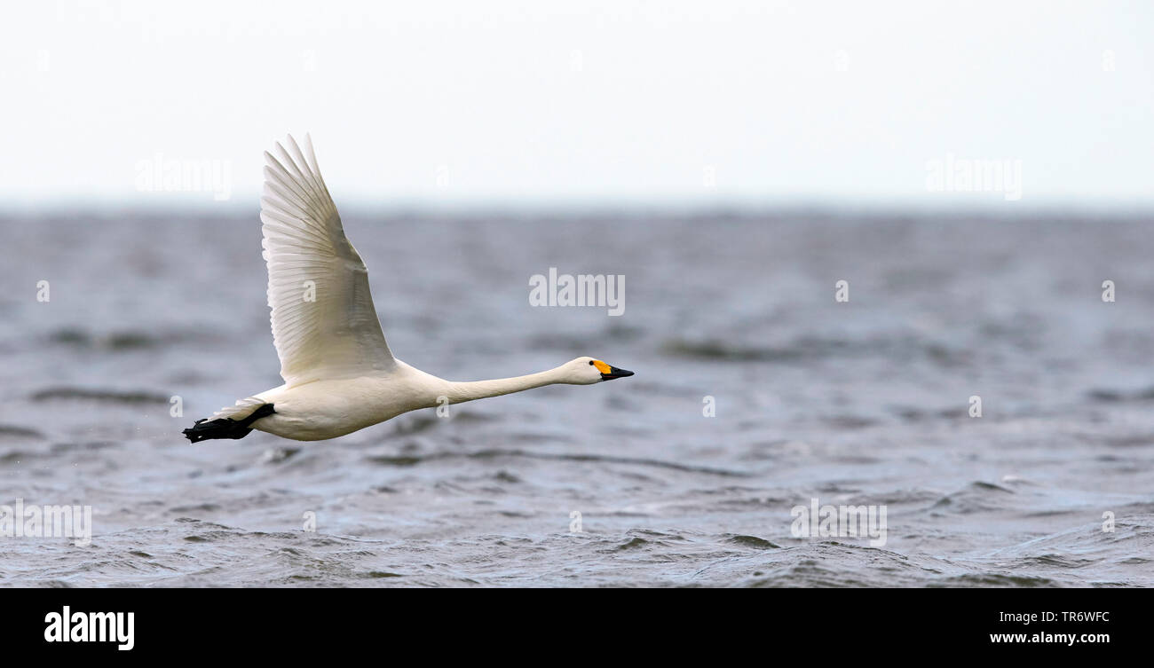 Tundra Schwan (Cygnus columbianus), Fliegen über Wasser, Estland Stockfoto