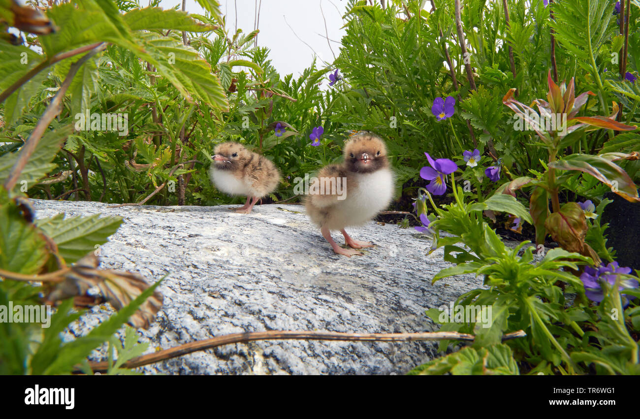 Flussseeschwalbe (Sterna hirundo), zwei Küken auf einem Felsen, Finnland Stockfoto