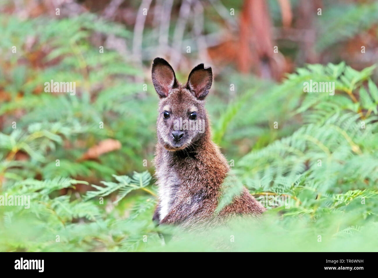 Red-necked Wallaby, Bennett ┤ s Wallaby (Macropus rufogriseus, Wallabia rufogrisea), auf Bruny Island, Australien, Tasmanien, Bruny Island Stockfoto