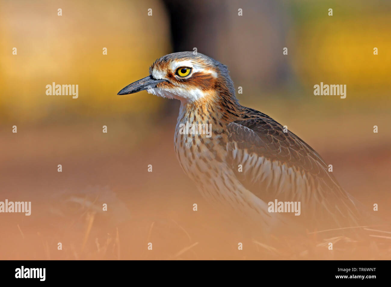 Bush Stein - brachvögel, Bush Thick-Knee (Burhinus grallarius), Australien Stockfoto